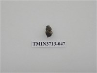 藏品(金龜子科)的圖片